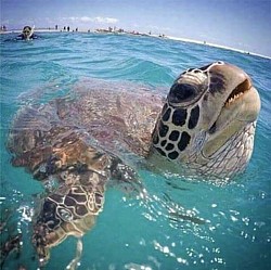 Marsa Alam tour guide taxi snorkeling turtle islands trip