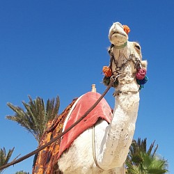 Marsa Alam tour guide taxi camel desert trip fox